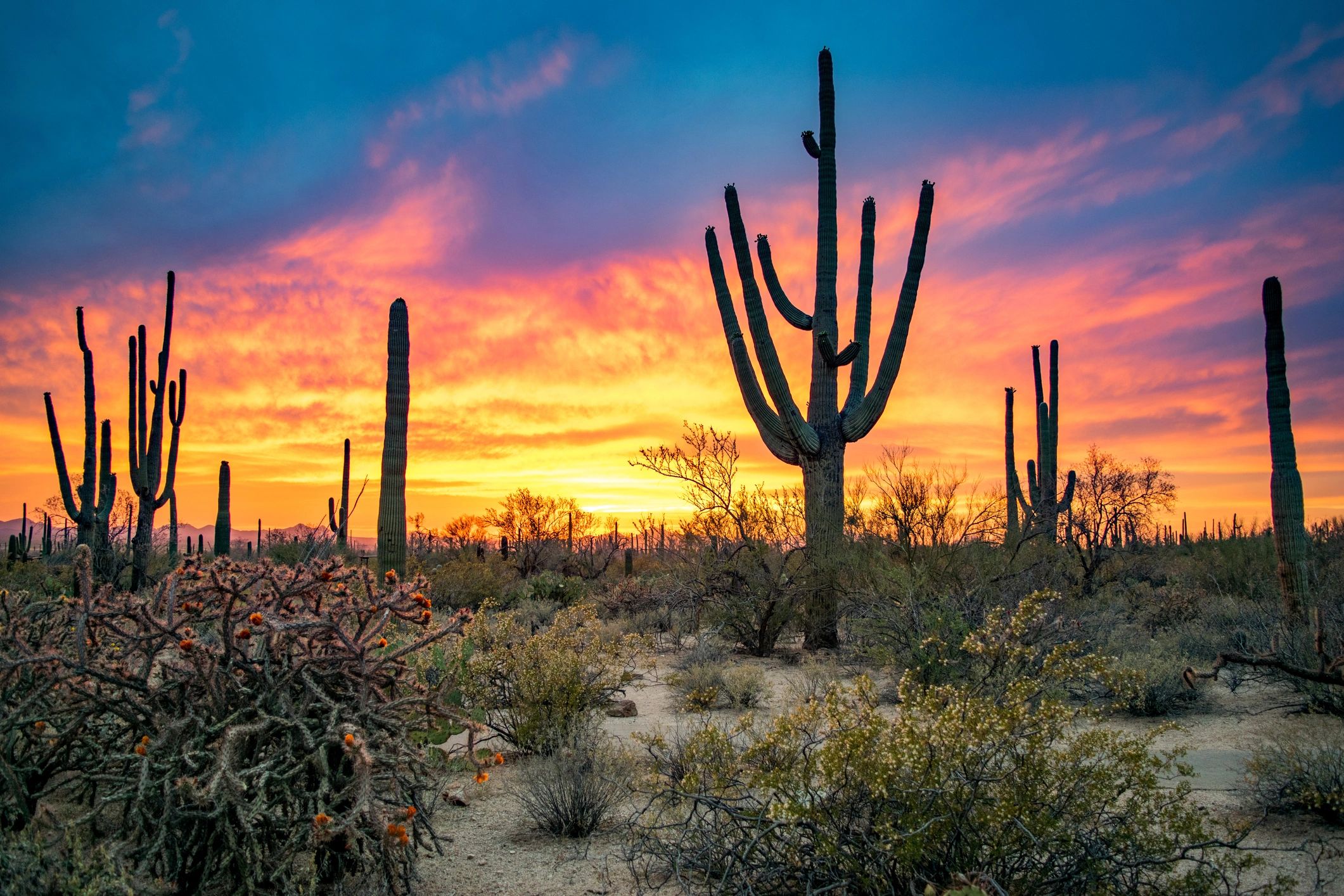 Sonoran Desert sunset with saguaro silhouettes in warm golden tones
