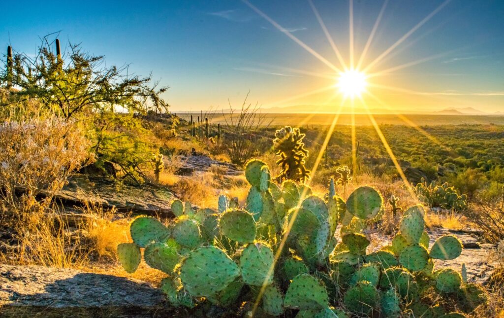 Cactus on Hill Overlooking the Sonoran Desert at Sunset