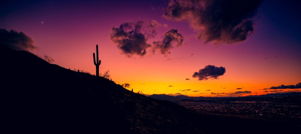 Cactus Sunset